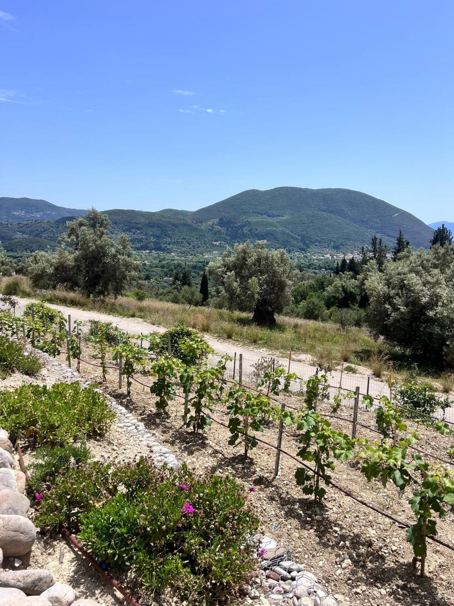 Vasiliki Houses Εξωτερικό φωτογραφία